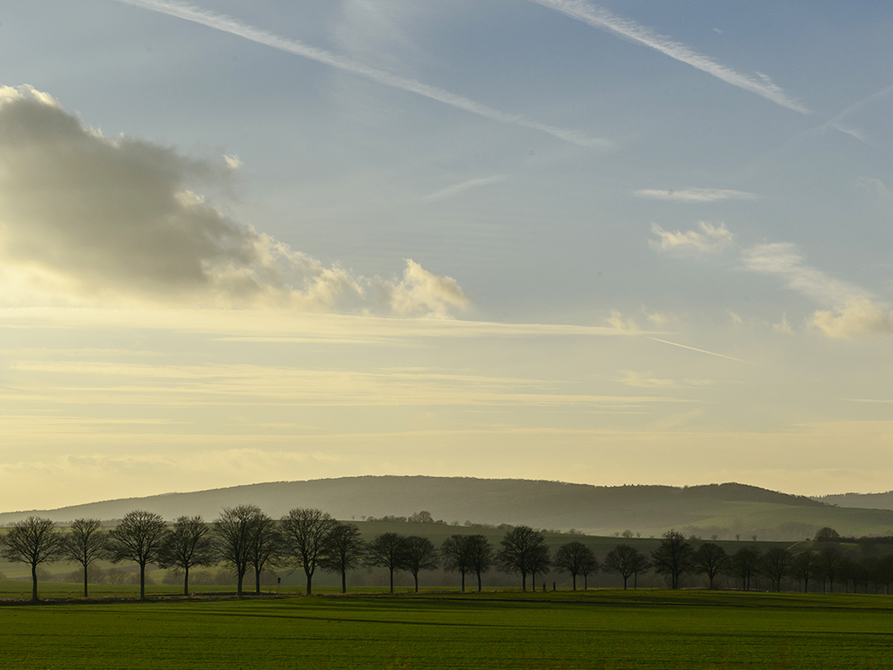 Baumreihe im Abendlicht