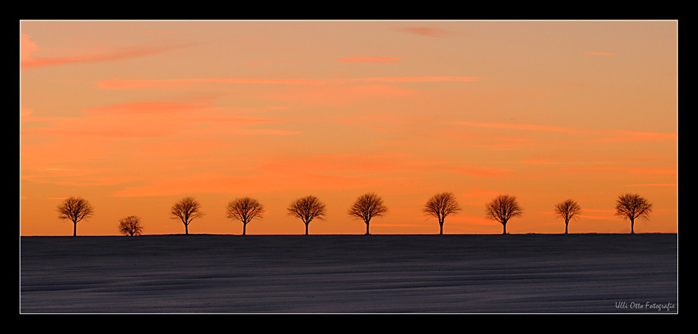 Baumreihe im Abendrot