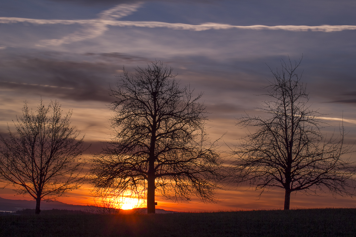 Baumreihe im Abendrot