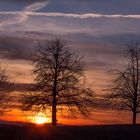 Baumreihe im Abendrot