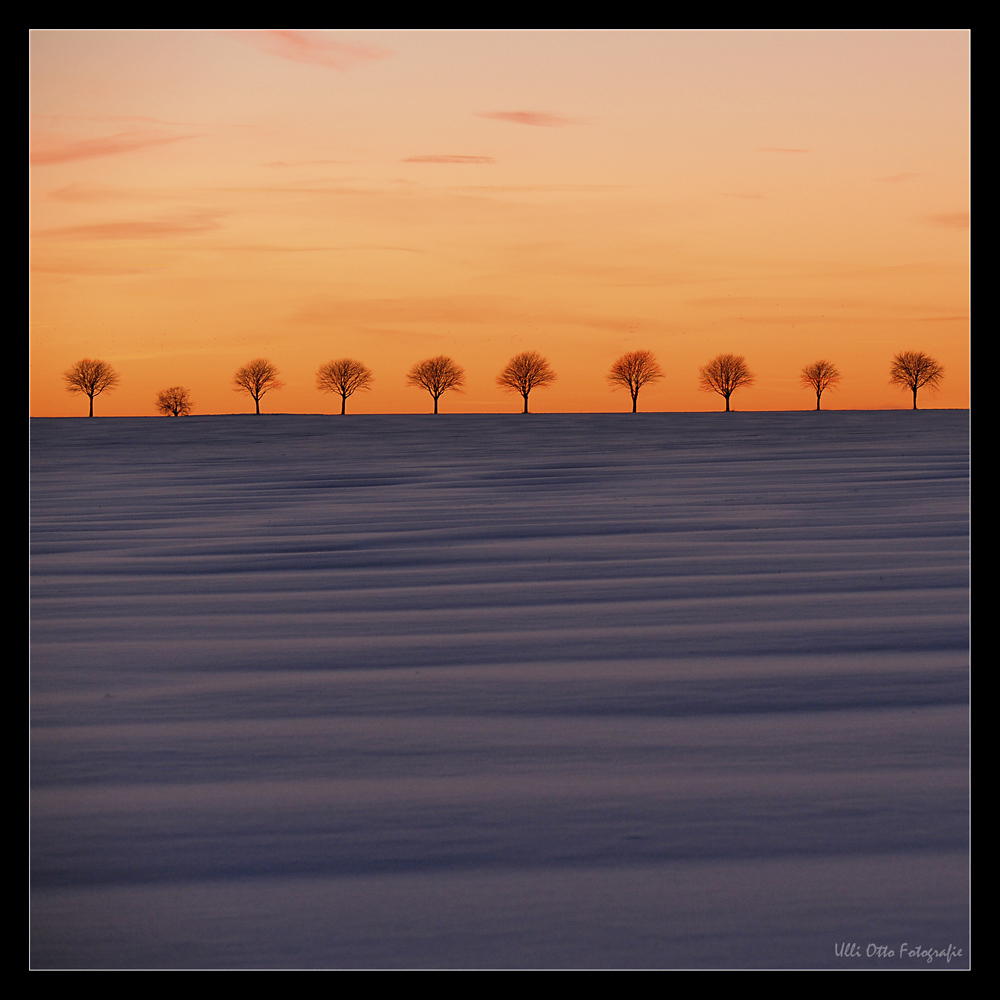 Baumreihe im Abendrot II