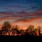 Baumreihe im Gegenlicht nach Sonnenuntergang