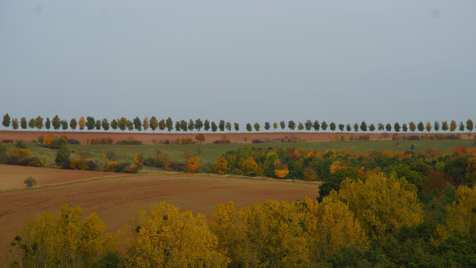 Baumreihe im Herbst