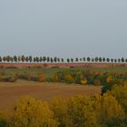 Baumreihe im Herbst