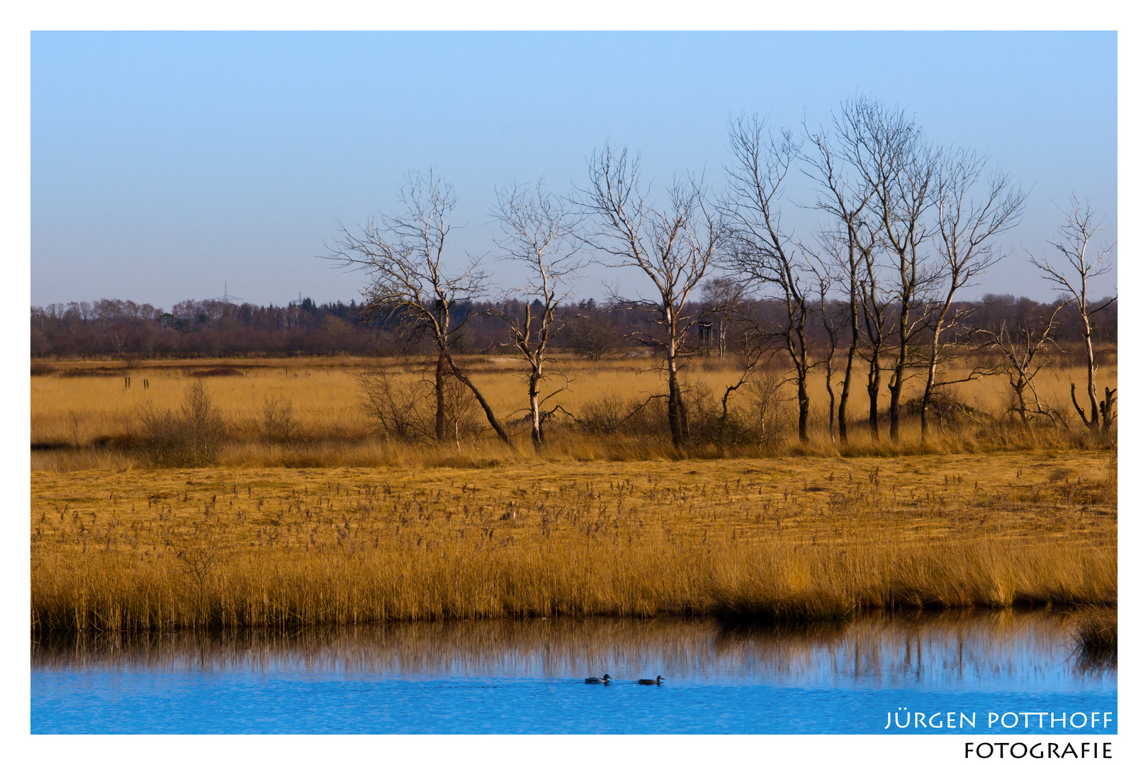 Baumreihe im Hochmoor