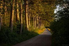 Baumreihe im Licht