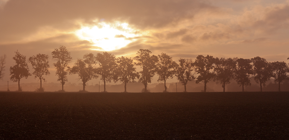 Baumreihe im Licht