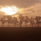 Baumreihe im Licht