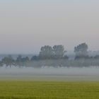 Baumreihe im Morgennebel