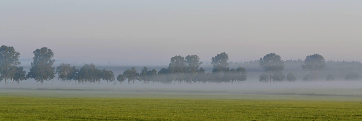 Baumreihe im Morgennebel