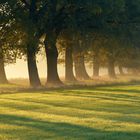 Baumreihe im Morgennebel 2