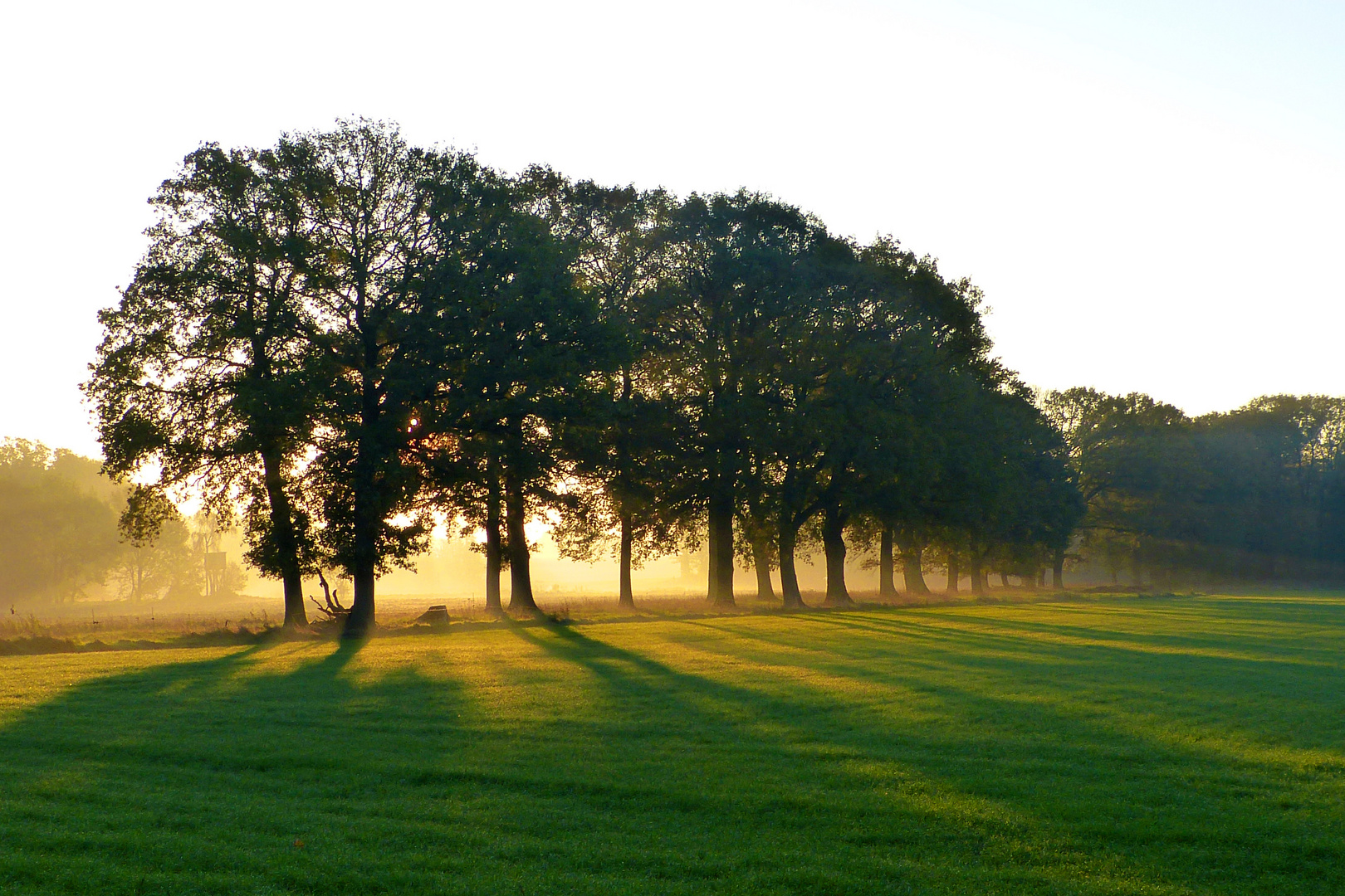 Baumreihe im Morgennebel