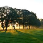 Baumreihe im Morgennebel