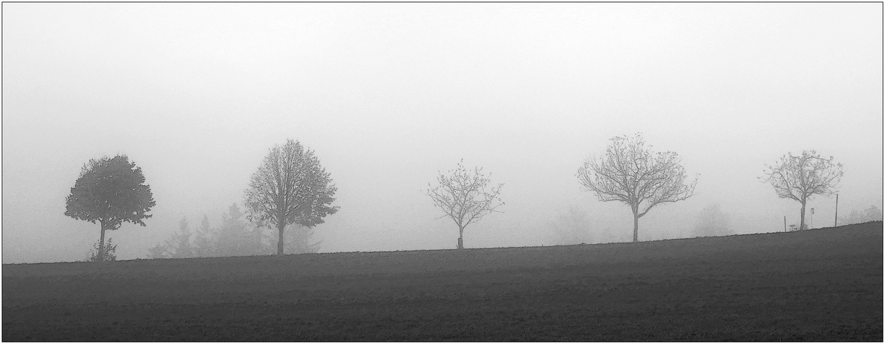Baumreihe im Nebel