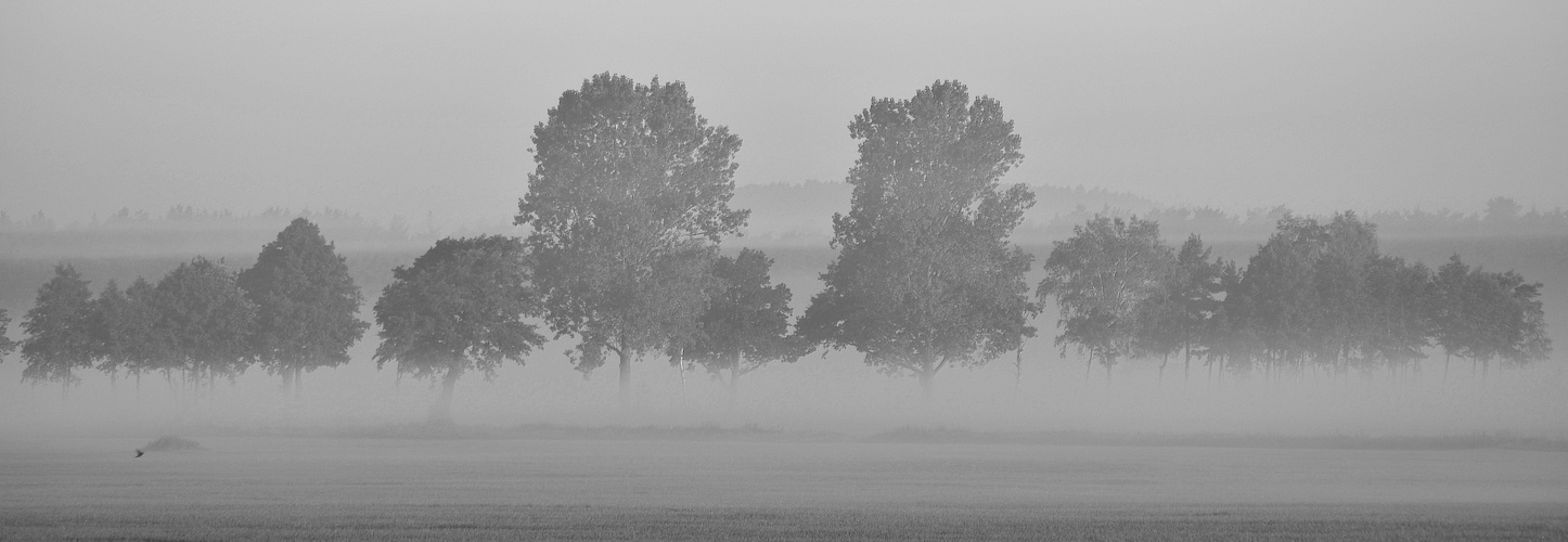 Baumreihe im Nebel