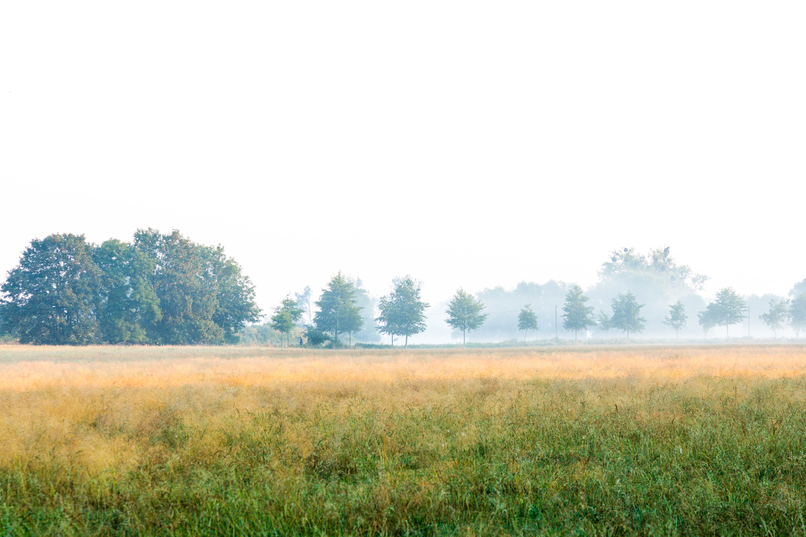 Baumreihe im Nebel