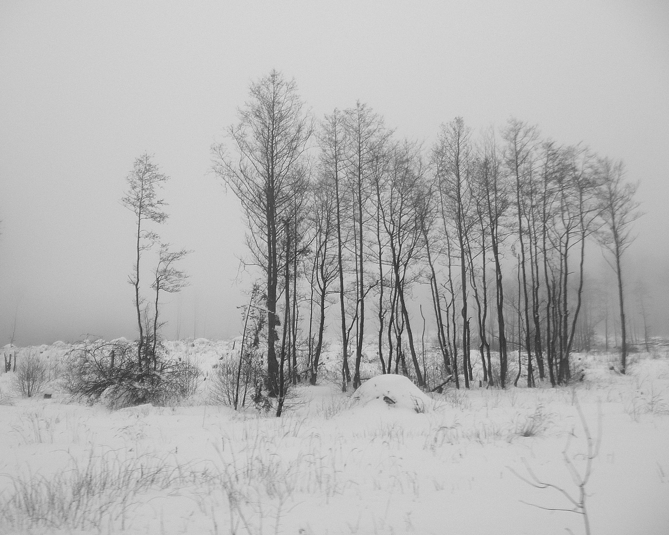 Baumreihe im Nebel