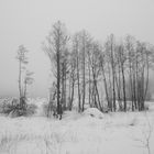 Baumreihe im Nebel