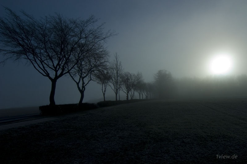 Baumreihe im Nebel