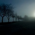 Baumreihe im Nebel