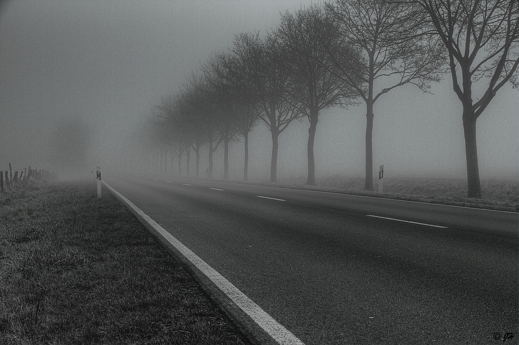 Baumreihe im Nebel