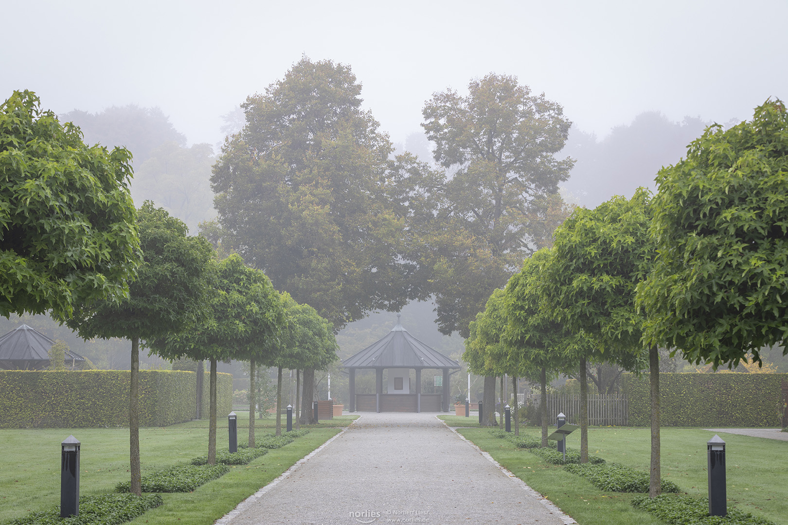 Baumreihe im Nebel