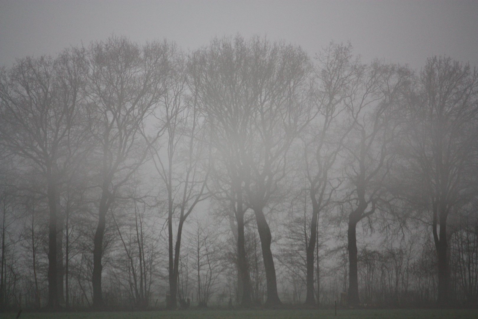 Baumreihe im Nebel