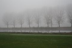 Baumreihe im Nebel