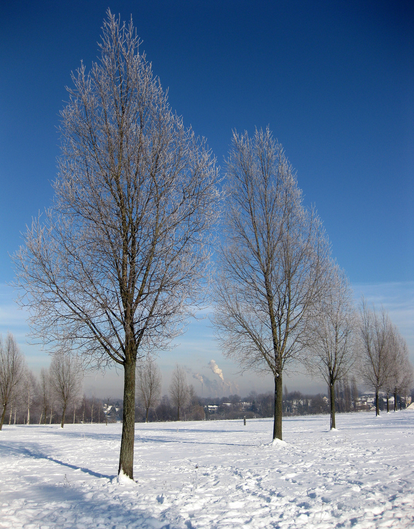Baumreihe im Prosper-Park.