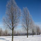 Baumreihe im Prosper-Park.