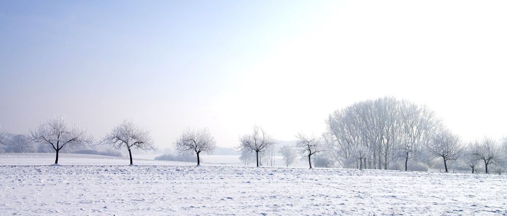 Baumreihe im Winter
