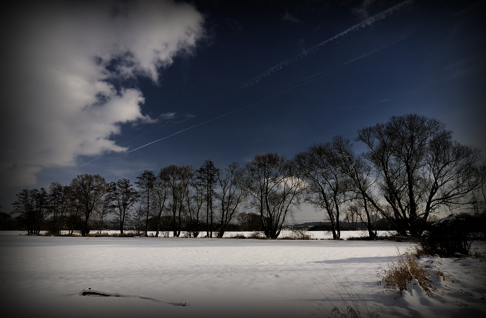 Baumreihe im Winter