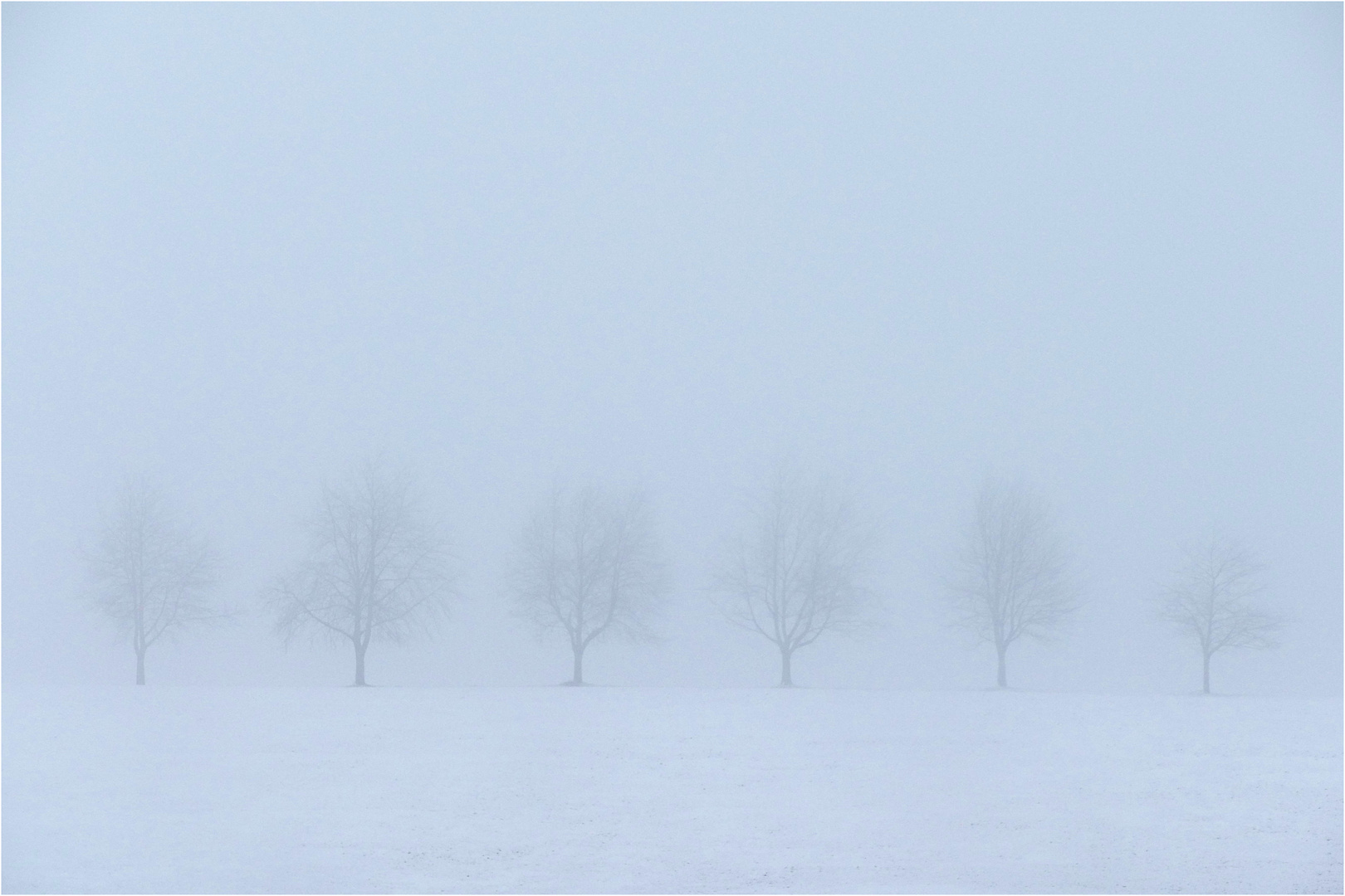 Baumreihe im Winternebel