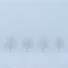 Baumreihe im Winternebel