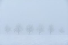 Baumreihe im Winternebel