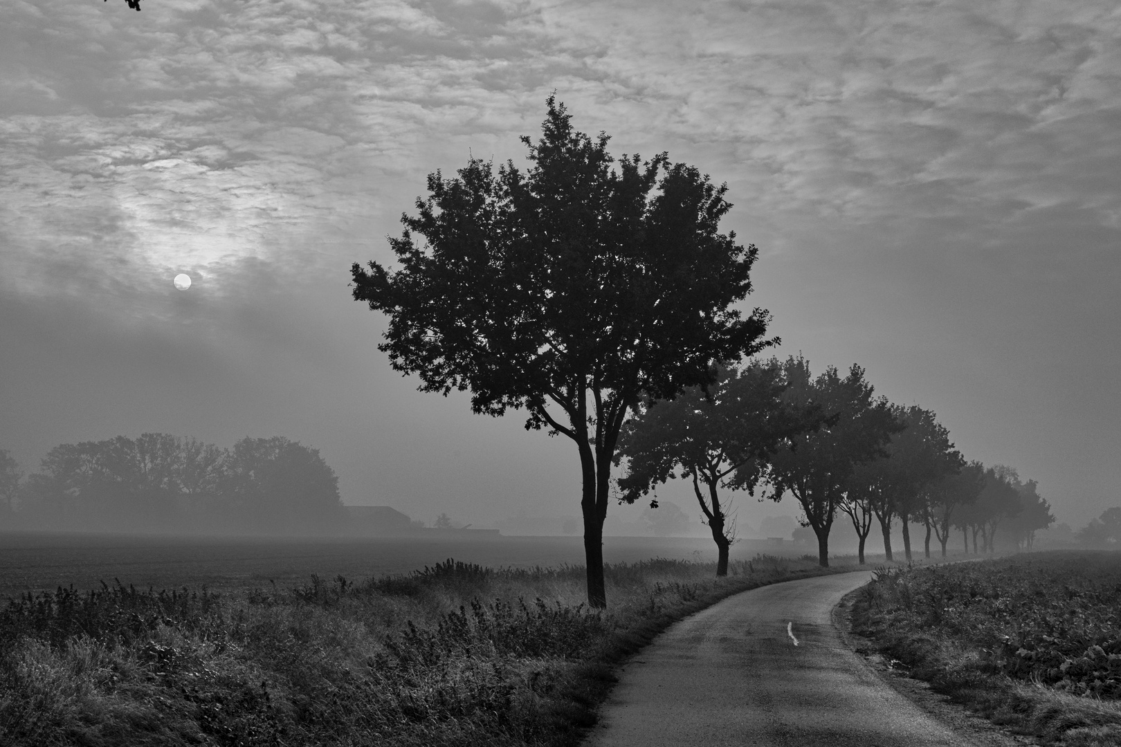 Baumreihe in der Nebelsonne