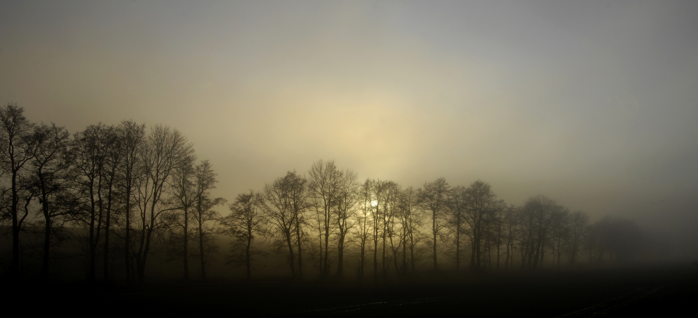 Baumreihe in fahlem Licht