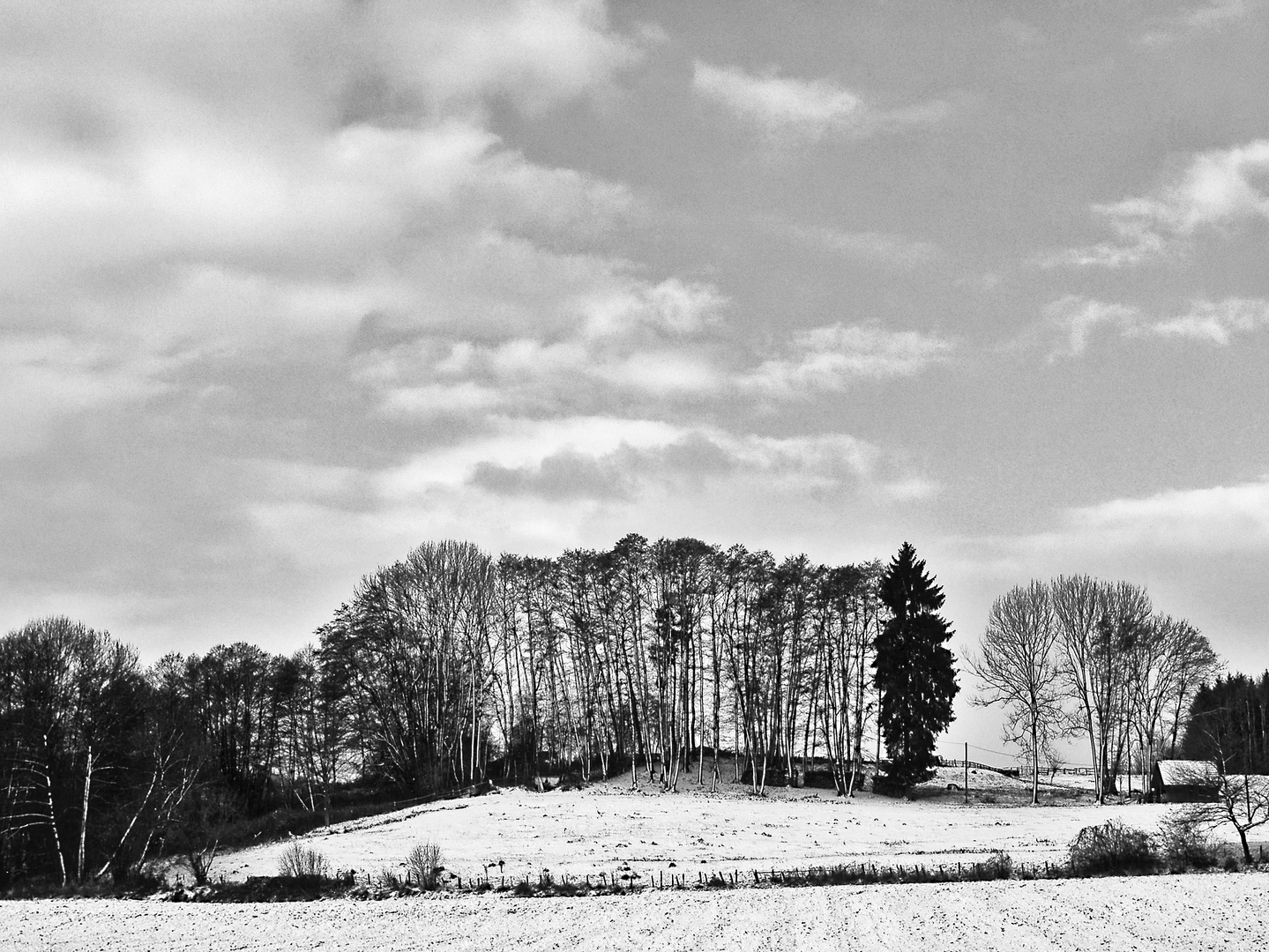 Baumreihe in Winter