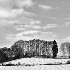 Baumreihe in Winter
