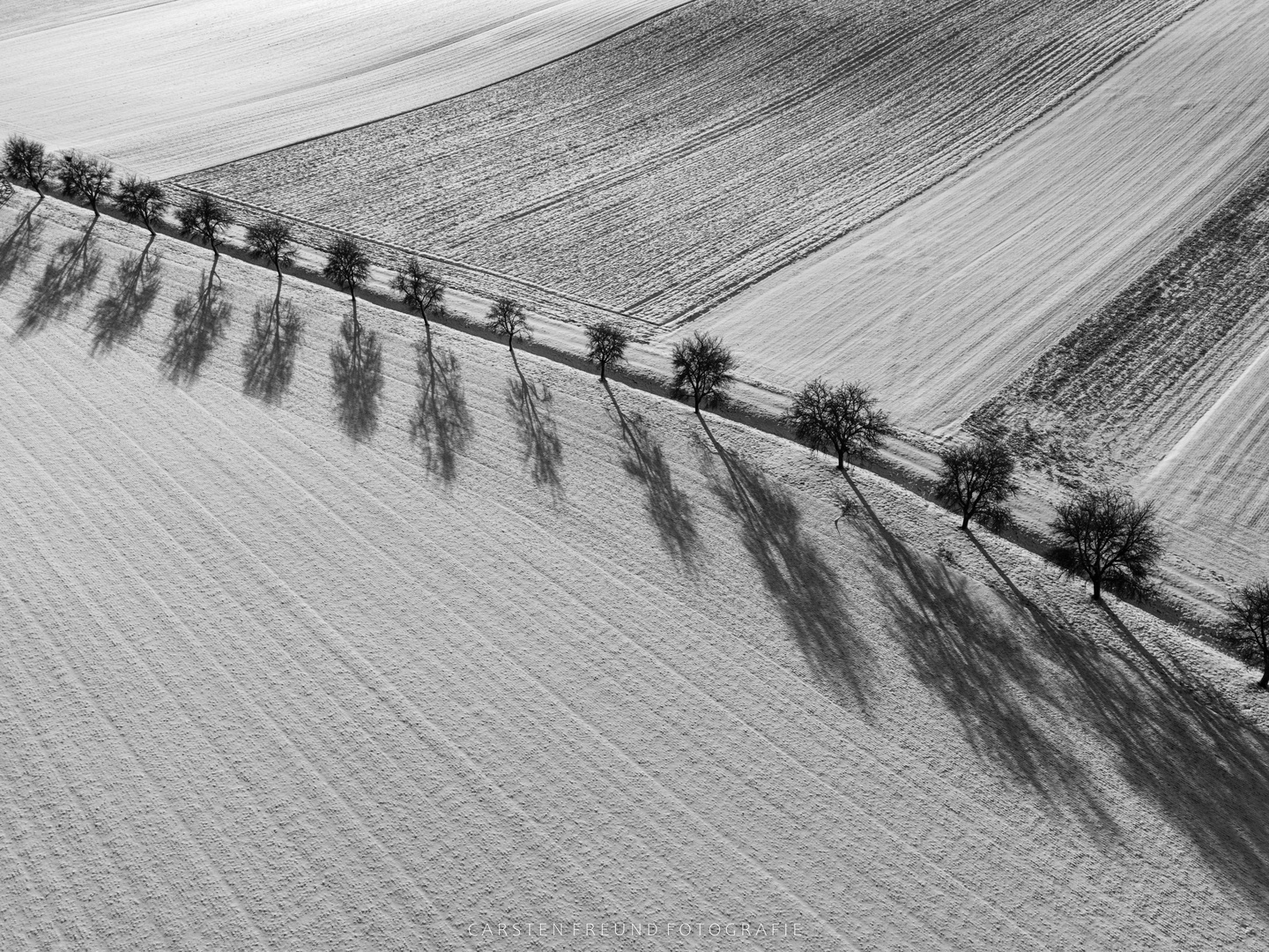 Baumreihe mit Schatten