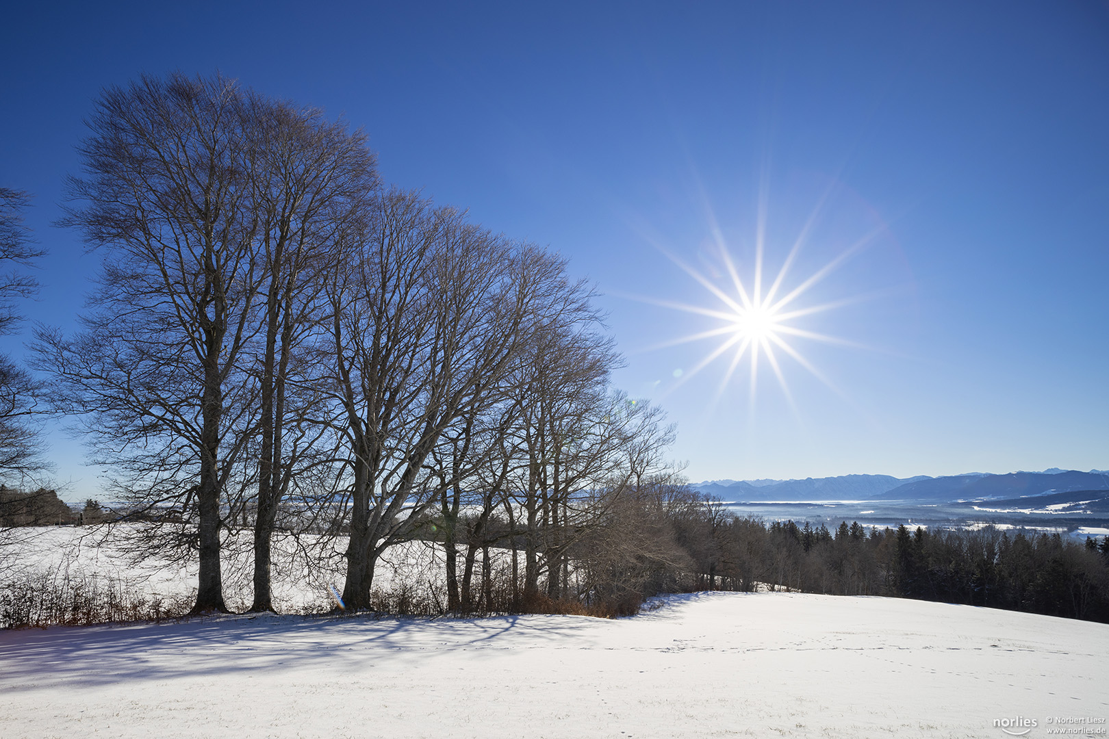 Baumreihe mit Sonnenstern