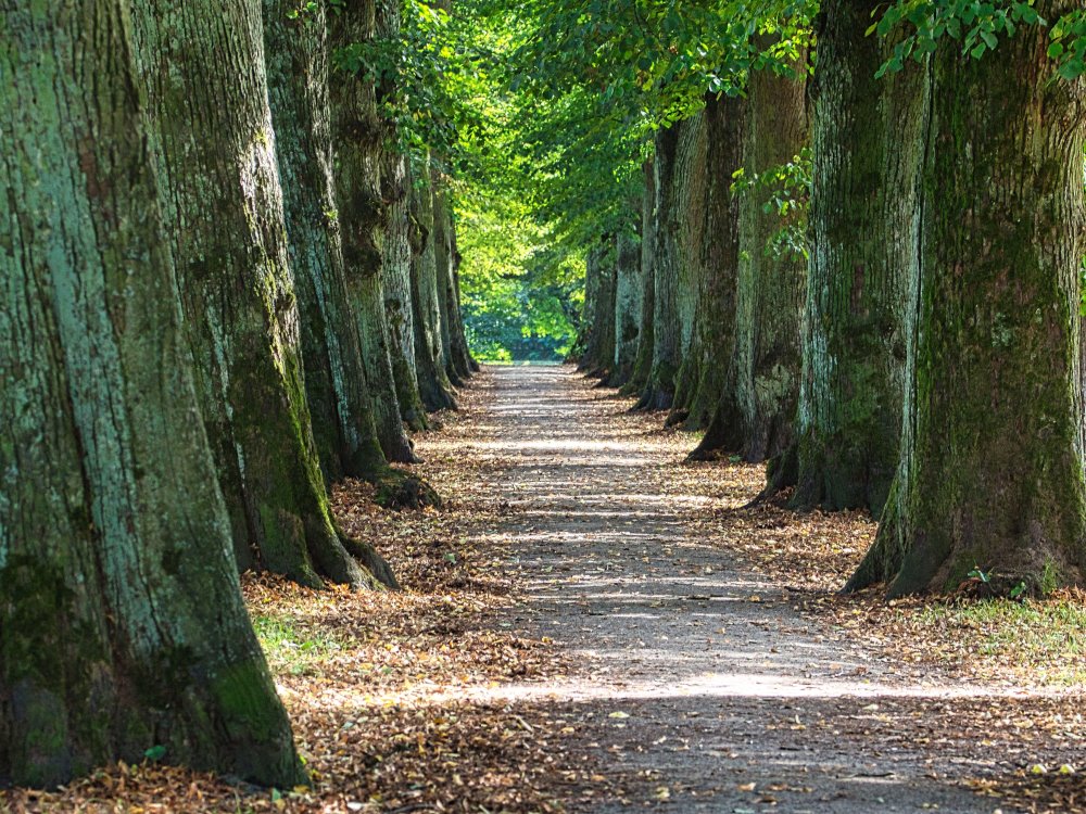 Baumreihe oder der lange Weg