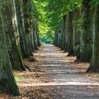 Baumreihe oder der lange Weg