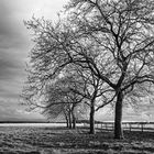 Baumreihe und Einzelbaum s/w