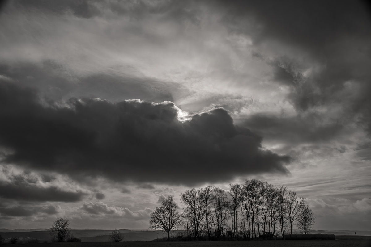 Baumreihe unter einer Wolke