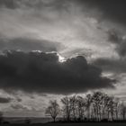 Baumreihe unter einer Wolke