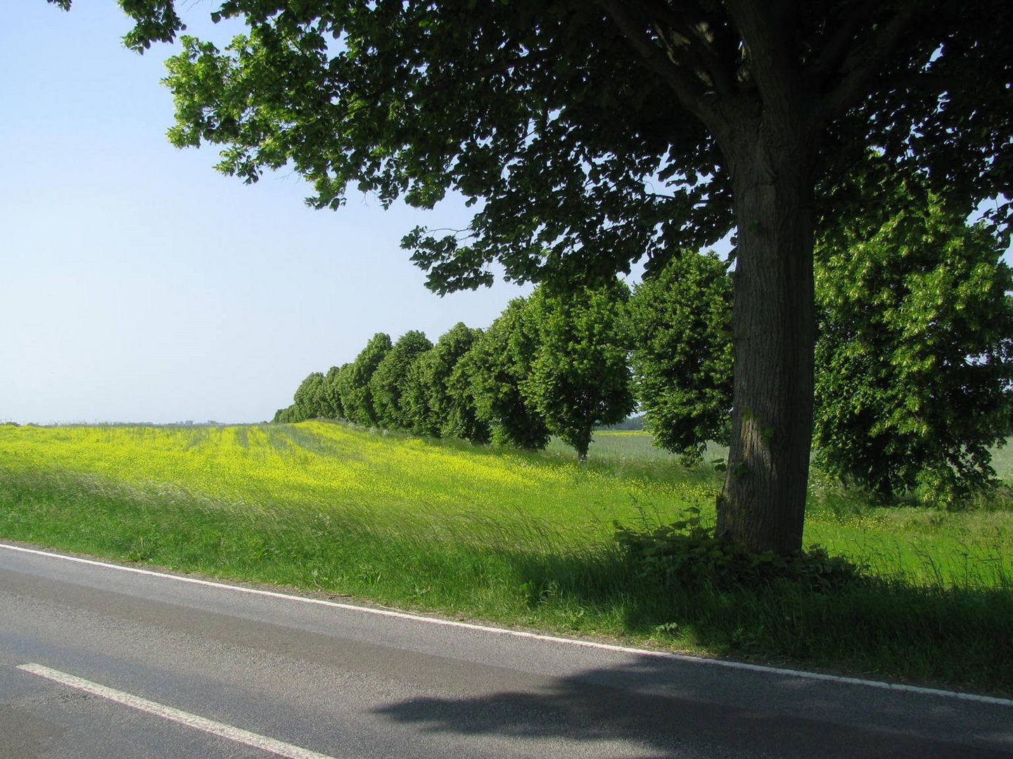 Baumreihe von der L 01 nach Klütz (NWM)