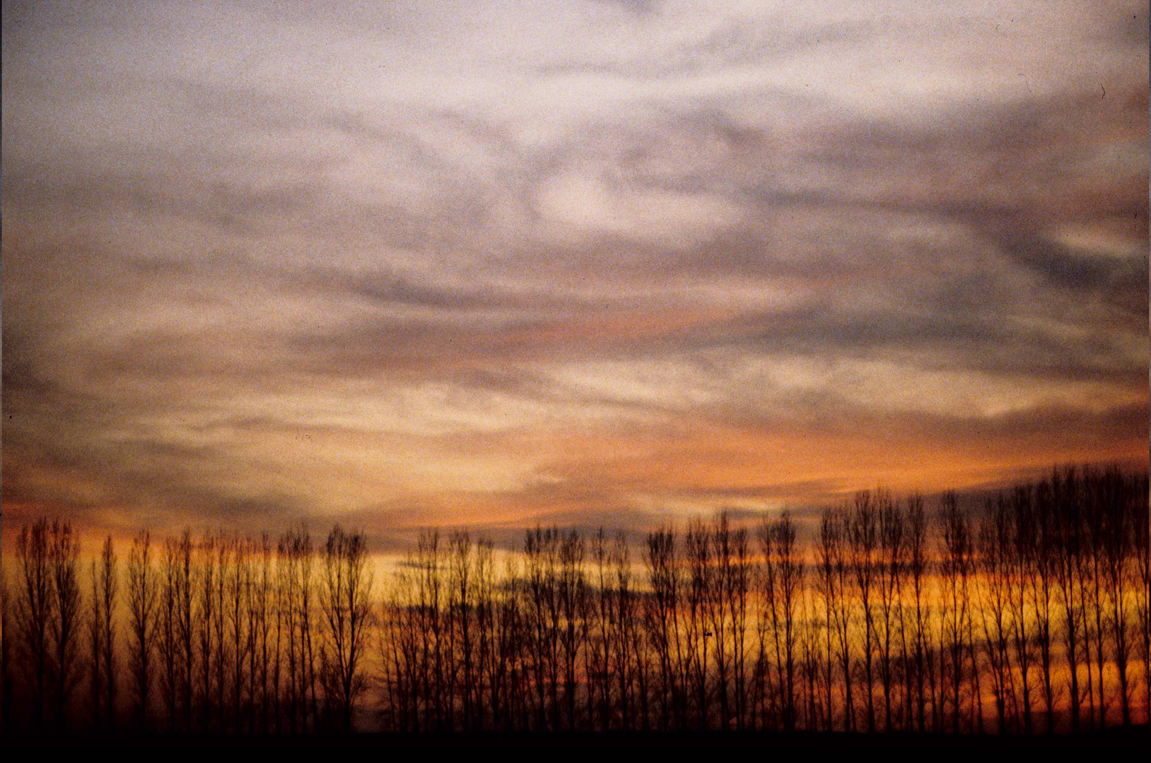 Baumreihe vor Abendhimmel 