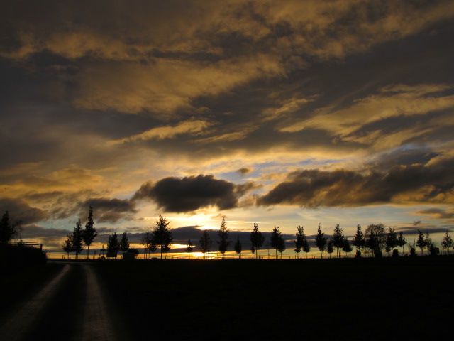 Baumreihe vor sinkender Sonne