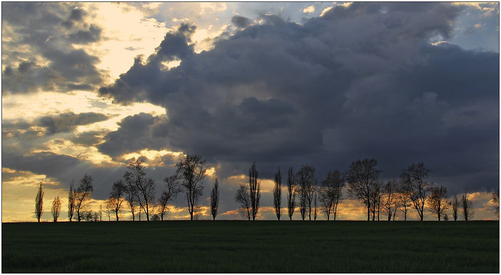 Baumreihe vor Sonnenuntergang